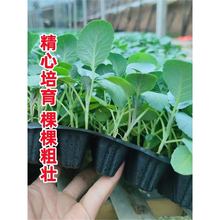 �ﶬ�ͺ��߲���G���{���ЙC�������m���̨ͥԺ¶�����ԷNֲ����