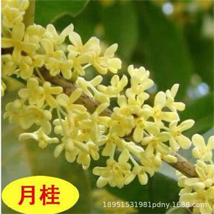 �ļ��𻨘���ͥԺ���ܳ���ֲ���辰�҃����Ե��Դ��ͽ�𵤹���