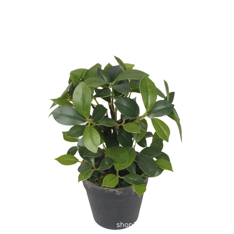 XRS-154 迷你榕叶2号盆栽102叶0.25米1.jpg
