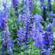 多年生蓝萼粉萼鼠尾草一串蓝冬季耐寒室外庭院花海草花卉种子包邮