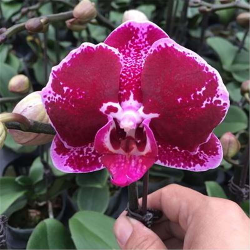 Cuatro estaciones mariposa orquídea plántulas en maceta balcón interior sala de estar flores plantas florecen con flores de maceta original