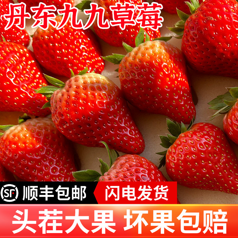Dandong 99 Strawberries Fresh Fruit Freshly Picked Red Strawberries Seasonal 99 Strawberries Directly Shipped by Sf Express