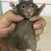 Chocolate bear