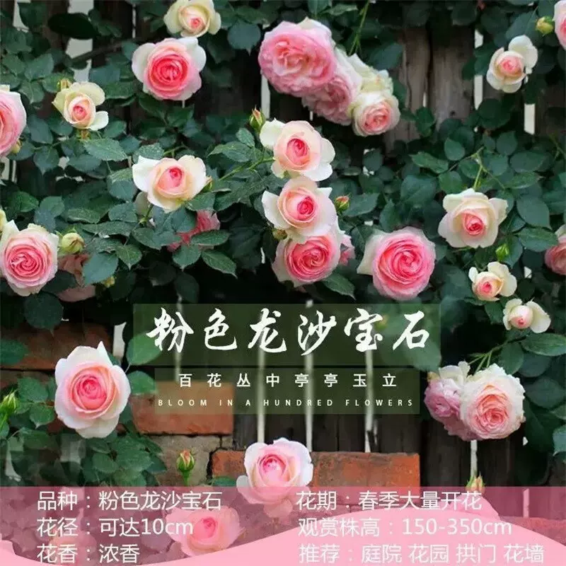 花友中梦1.5米高大苗爬藤月季大苗浓香大花庭院阳台种植 粉龙 1.5