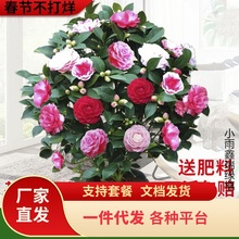 һ�����l�軨��ɽ�軨�����ɫ�軨�������ľGֲ��������õ�廨��