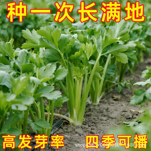 �۲˷N���ļ�С���۲˷N����ζ�������۲��ļ����N�r���߲˷N��