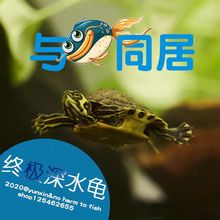 深水龟黄耳龟吃粪龟鱼缸混养侧劲龟冷水龟观赏懒人宠物小乌龟活物