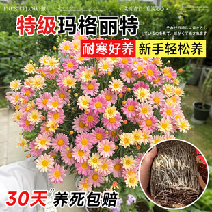 �����������������̨���@ֲ��ջ��ļ����B�����ذ�õ�t����ֱ�l