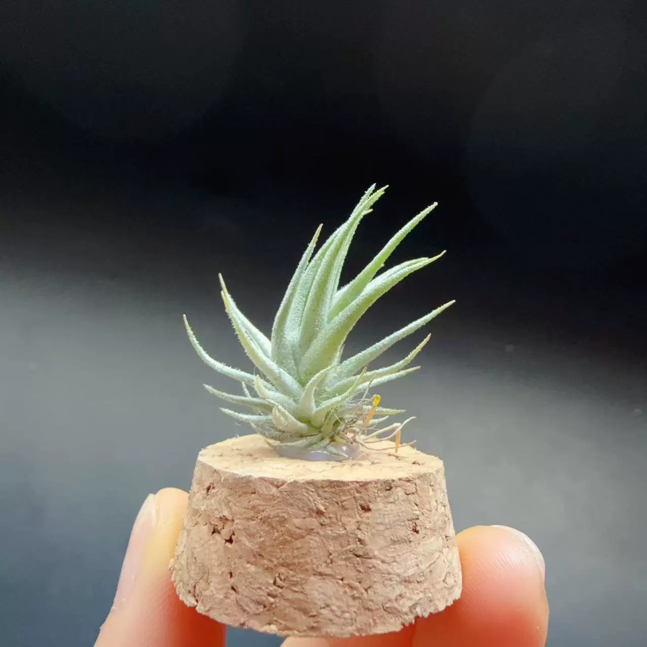 Лоли-редкий сорт воздушного ананаса, беспочвенное ленивое зеленое растение, украшение для дома, оптовая продажа, мини