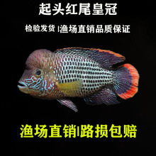 红尾皇冠鱼爆头玉面皇冠鱼热带观赏鱼起头蓝面财神鱼精挑品质包邮