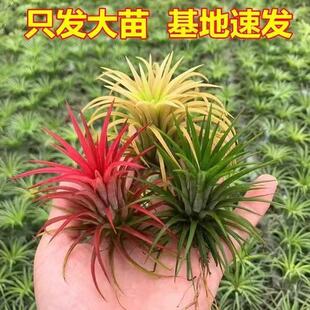�՚��P��o��ֲ��ϡ��Ʒ�N���С̖�՚���A���������` ���� �Gֲ