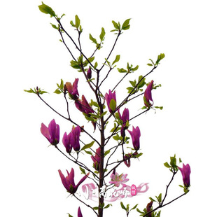 ͥԺ�е��G���_������ľ���m�������Ե��Լ޽���tɫ�������m��ľ