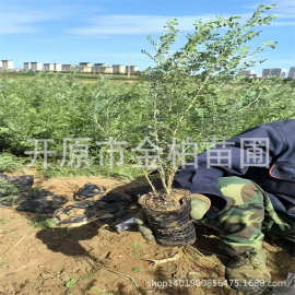 柠条锦鸡树苗防风固沙造林植物白柠条杯苗东北柠条小苗小叶锦鸡儿