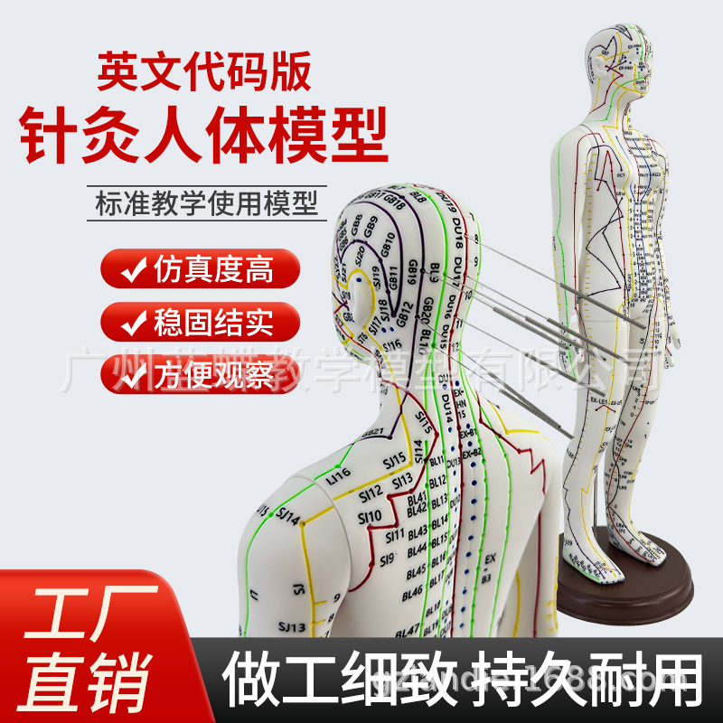 �羳�� Ӣ�Ĵ��� 52CM���Ѩλ����ģ��ͼ������������ϰȫ������