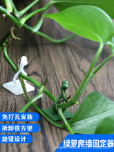 绿萝固定器植物墙上夹扣绿植墙壁墙面夹爬墙贴爬藤爬上神器扭线环