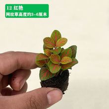 网纹草室内盆栽水陆缸造景植物雨林彩叶草创意迷你绿植花
