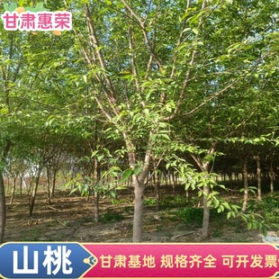 ɽ�Ҙ� �ͺ��G���� ������ 2����3����4����5����6����7����8����