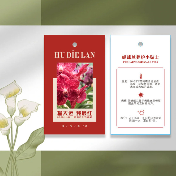 Phalaenopsis plant hanging card