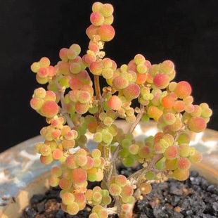 ���������ǹ���������֦�ɷ��Ӷ���ֲ���҃�ϡ�л���С���Ժ��B��