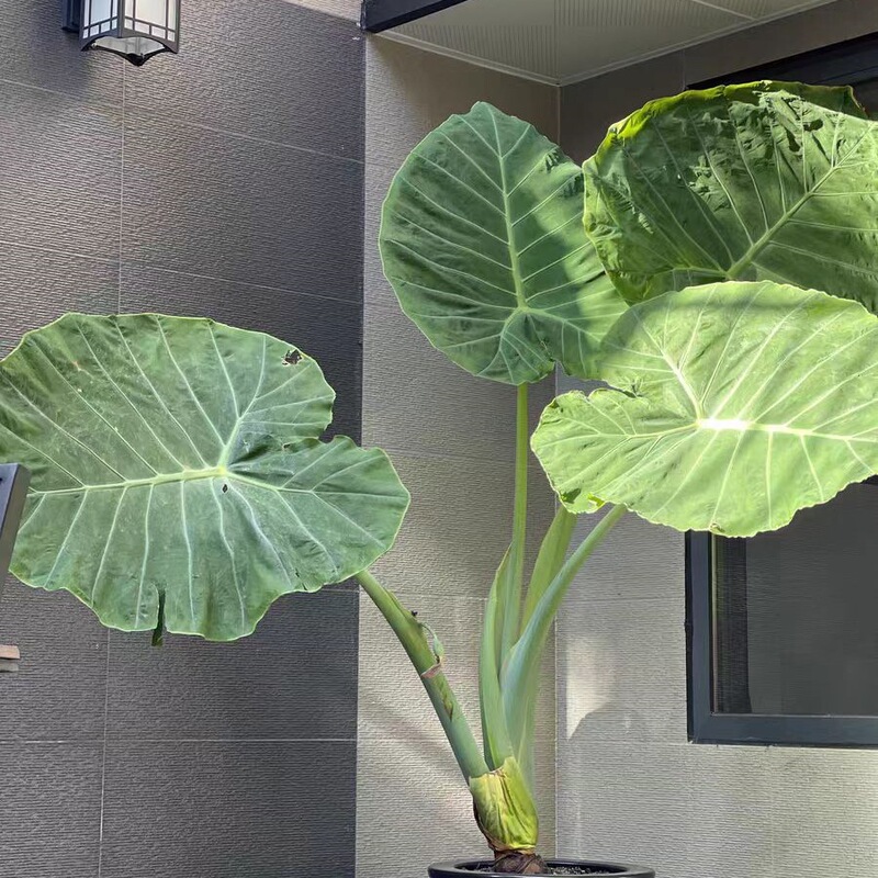 象耳タロイモ 大野タロイモ 大型屋内緑植物 リビングルーム 大葉鉢植え 中庭葉植物 非滴下観音|undefined