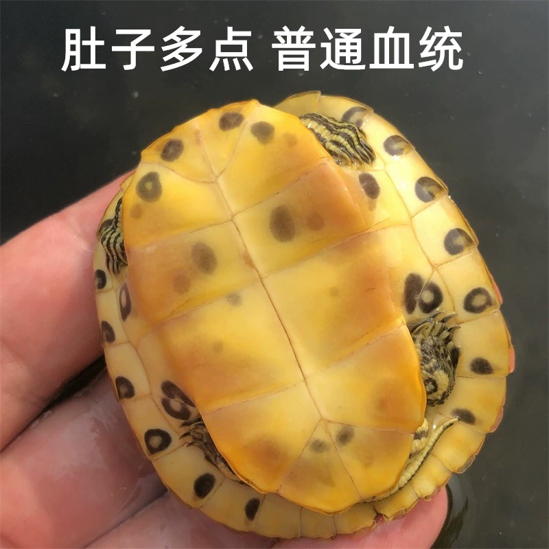 [深水黄耳龟乌龟活物冷水长寿龟家养宠物观赏小乌龟招财吃粪包邮]