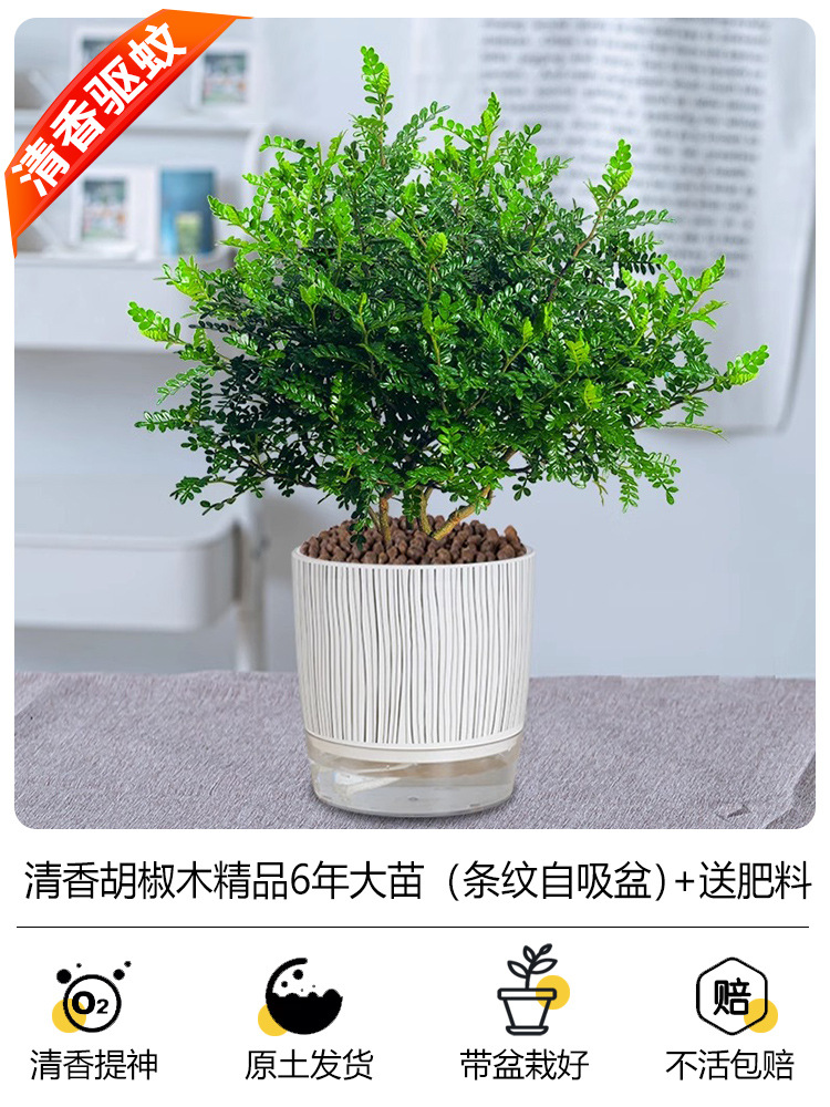 프리미엄 6년근 모기향(세로줄무늬 얼음깨짐, 자흡식) + 무료비료 + 세람사이트