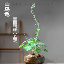 红藤山乌龟金不换爬藤植物阳台庭院好养花卉办公室绿植盆栽吸甲醛
