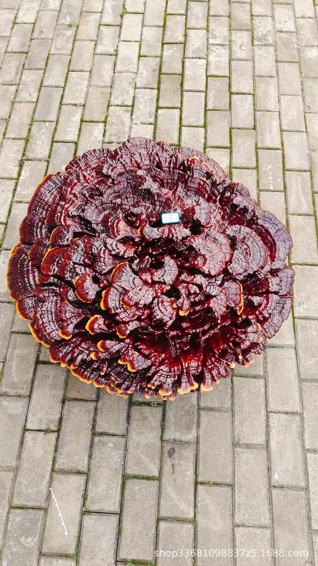 Large Purple Reishi Mushroom Display Piece 95cm Ling Zhi Ornamental Bonsai for Home and Entryway details
