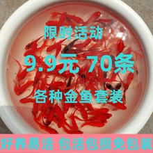 草金鱼苗锦鲤小型鱼活观赏鱼耐活淡水饲料鱼活物好养家养冷水