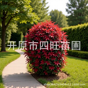 ������֦�t�~���� �t�~�����͘�G�h�������� Ҏ���Rȫ���~��