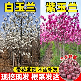 �V���m���玧���������m������ͥԺ���̘��绨�����ԾG���ͺ����