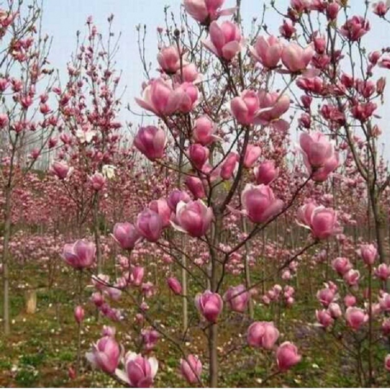 广玉兰树种子 林木 新采优白玉兰惠  紫玉兰种子黄玉兰惠 量