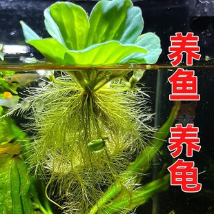 Water Hyacinth, Water Hyacinth, Water Hibiscus, Fish and Turtle Tank Landscaping Decoration, Hydroponic Plants, Water Hyacinth, Water Hyacinth, Pond Water Purification