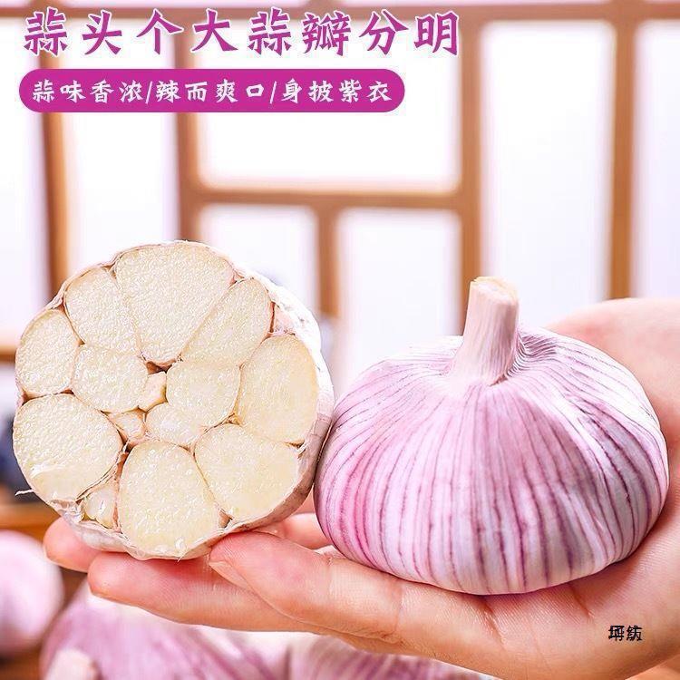新鲜祘头籽批发3斤山东金乡斤2023大蒜头干蒜5斤蒜子10农家紫皮|undefined
