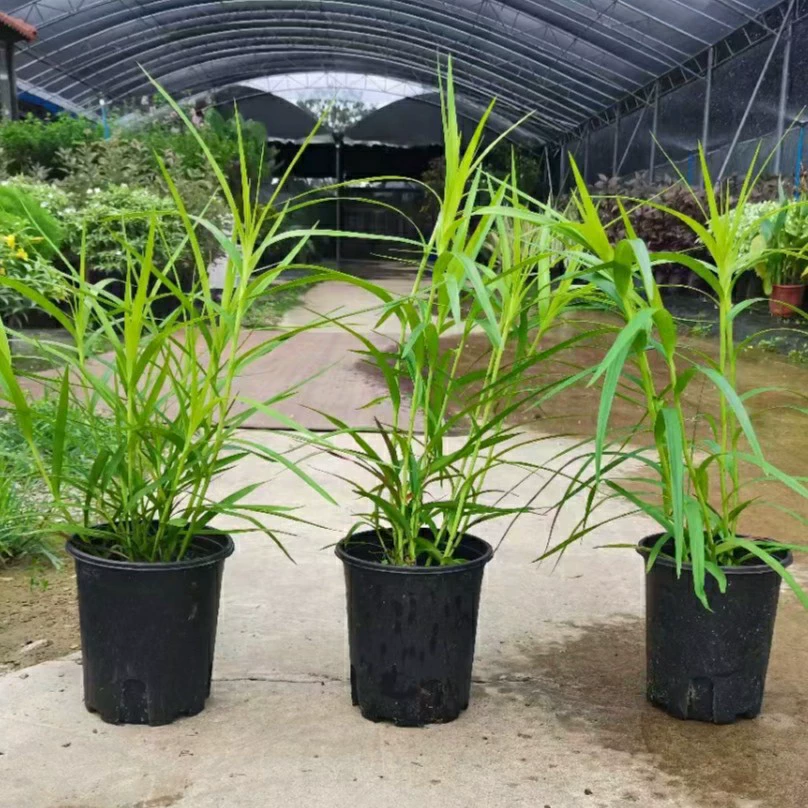 2302 база поставляет саженцы бамбуковой орхидеи