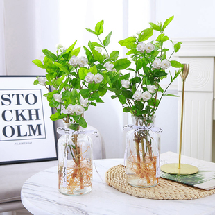 Hydroponic Plant Jasmine Potted Plant Is Suitable for Office Use. Hydroponic Plants Are Easy to Grow Indoors and Bloom in All Seasons
