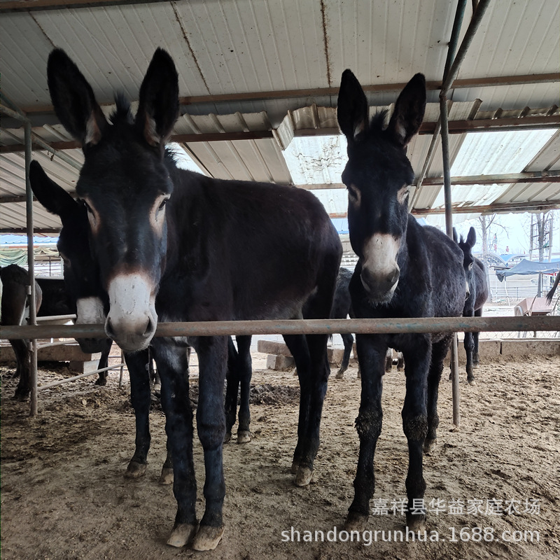 德州驴 关中驴 繁殖驴  乌头驴肉驴苗育肥量 可参观学习