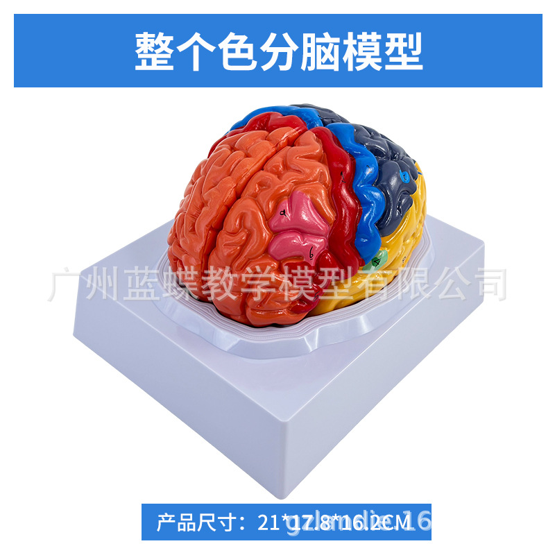 ��ģ���Թ�������ɫ��ģ�� ������Խ���ģ�� ���Զ�����������