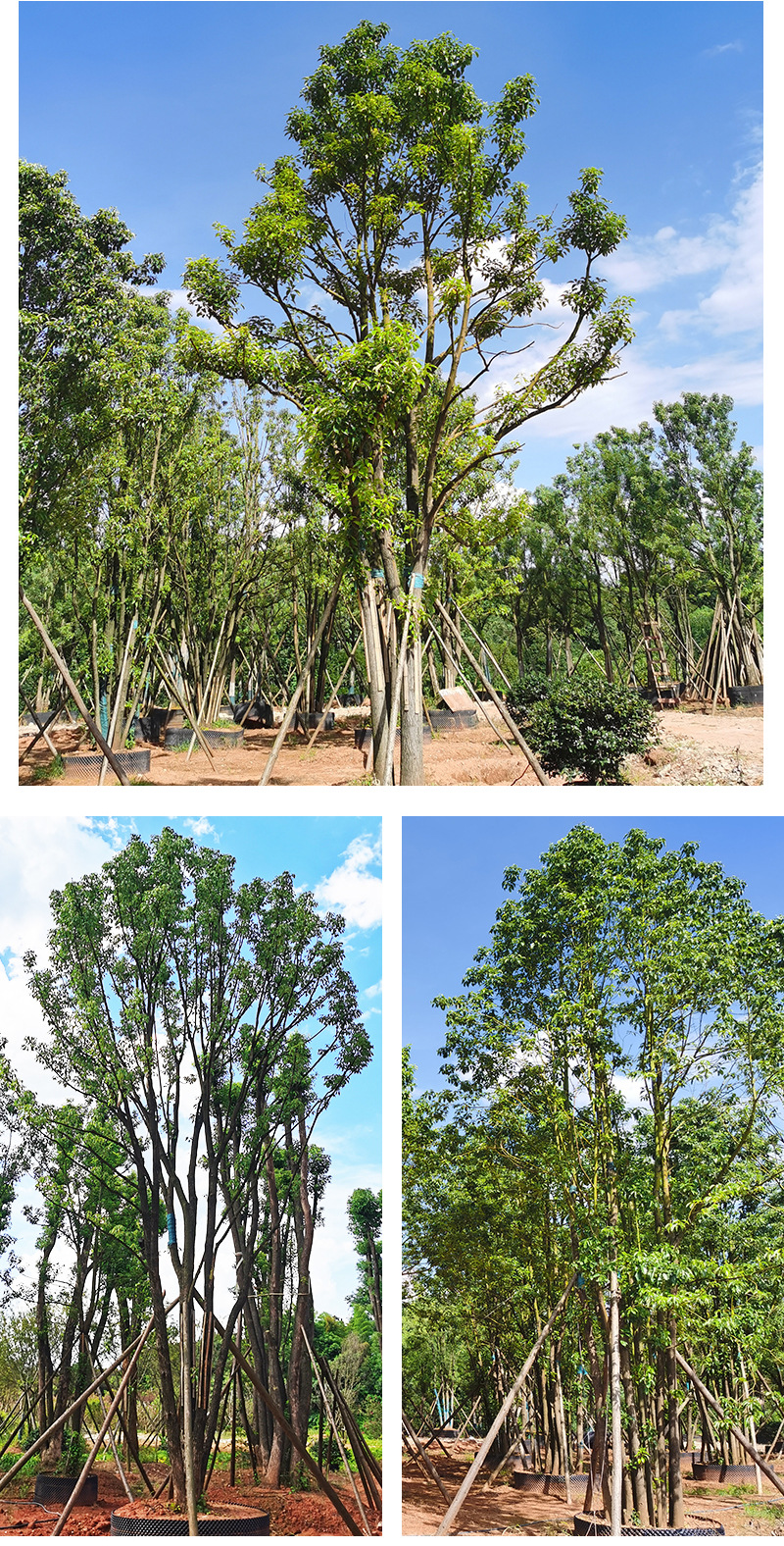 基地直供丛生香泡香橼柚子树多杆多头香樟桂花乌桕绿化风景树批发-阿里巴巴