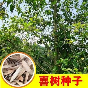 ϲ��N���²���ľ�N�� ��ɏ�� ǧ���� �G���е���ľ��ľ��N��