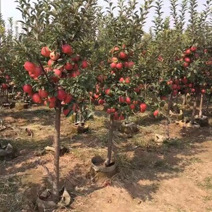 Apple Saplings, Extra Large Grafted Fruit Saplings, Red Fuji Crisp and Sweet Potted Plants, Planted in the South and North, Will Bear Fruit in the Same Year