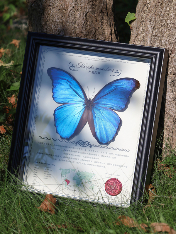 Finished Framed Specimen of a Large Blue Morpho Butterfly with Wings Spread, Rare Blue Insect, Birthday Gift for Women, Valentine's Day Gift for Lover Finished Framed Specimen of a Large Blue Morpho Butterfly with Wings Spread, Rare Blue Insect, Birthday Gift for Women, Valentine's Day Gift for Lover