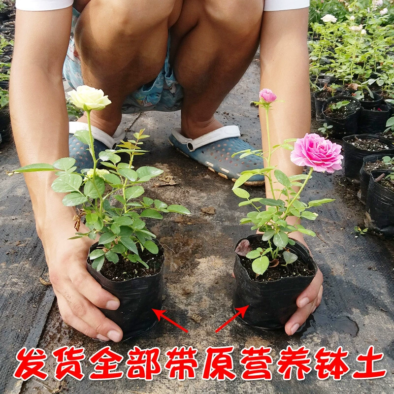 Современный китайский цветок розы рассада цветок года цветочное садовое растение Европейская Лунная Роза вилла садовое настенное вьющееся растение рассада цветов