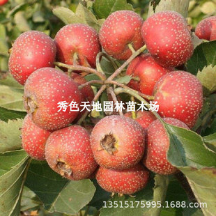 ɽ高����޽�����tɽ�����ɽ高����Ϸ�����ͥԺ�Nֲ����Y��