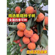 脆甜柿子树果苗庭院火晶野果树盆栽矮桩老品种软柿子北方耐寒水果