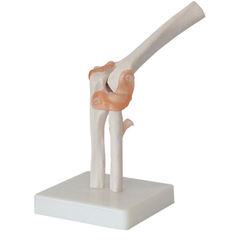 Manufacturer human elbow joint model six joint models with ligament human skeleton model skeleton model