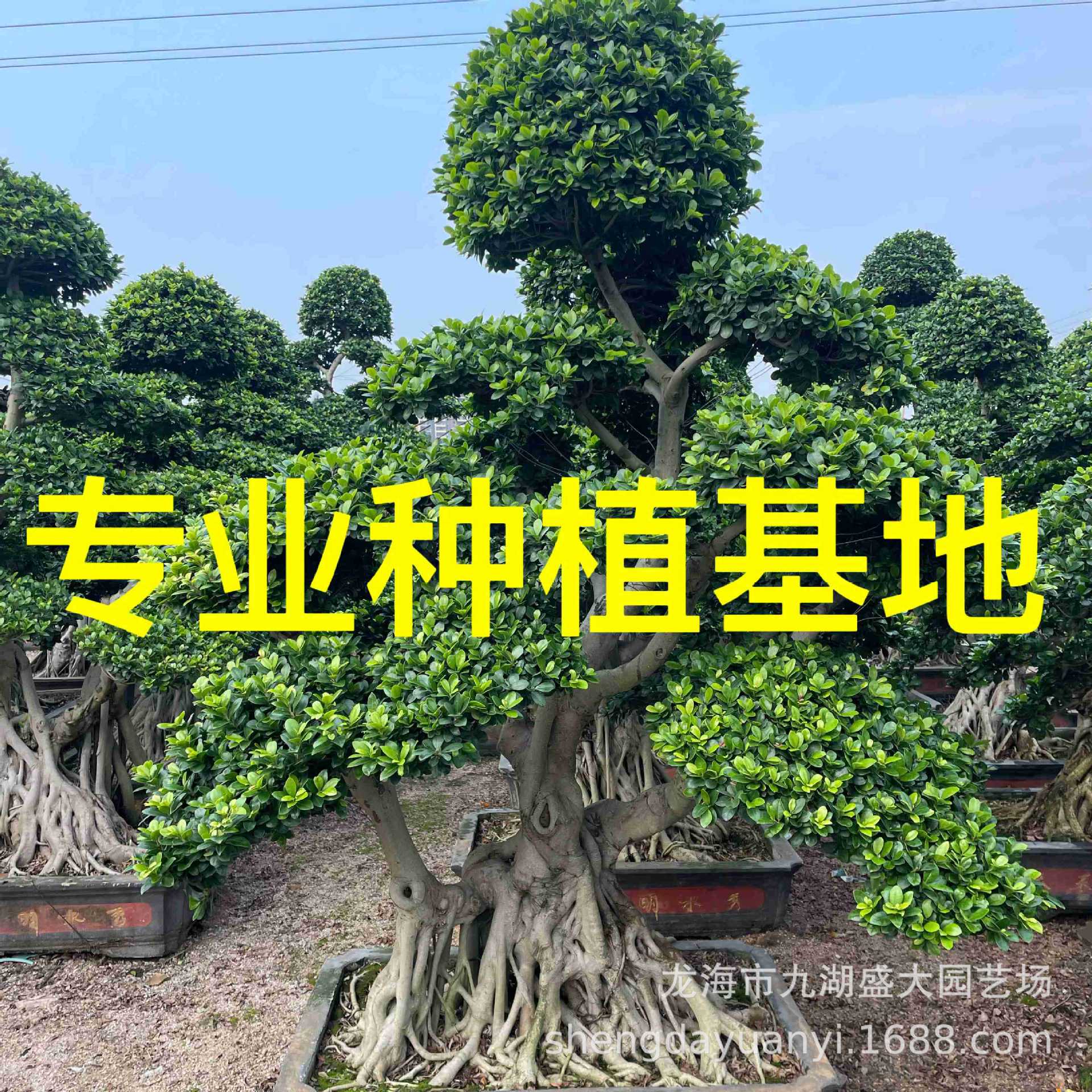 福建小叶榕桩头价格 浙江小叶榕桩景 江西造型小叶榕报价