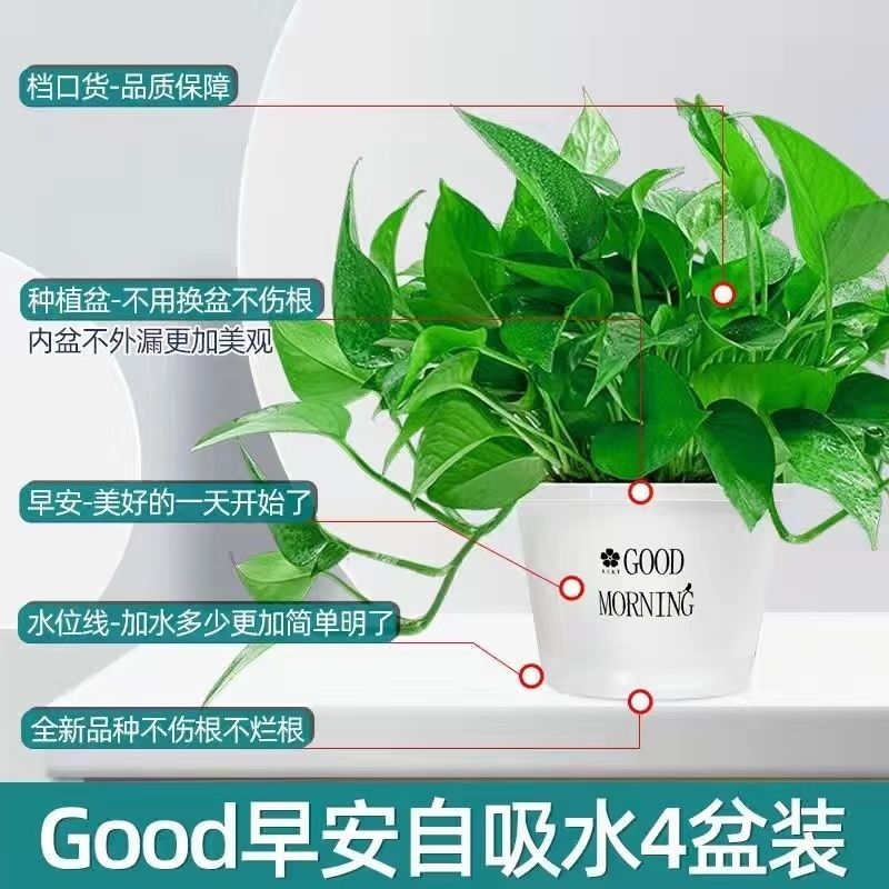게으른 아침용 화분 4개 흡수성 + 비료 6개 [높이 30Cm 대형 포토스]