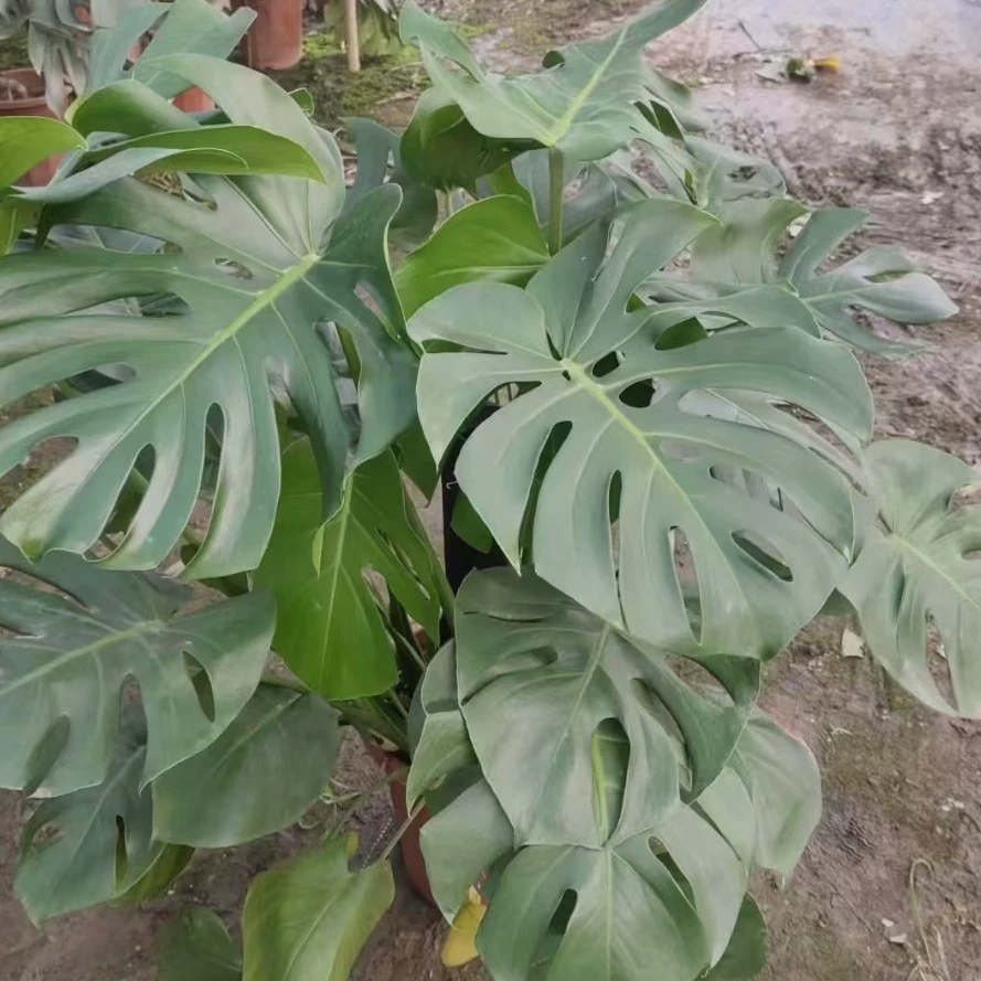 Монстера высота 80-100cm ширина короны 60-80cm Основание питомника Монстера основание для зеленения рассады