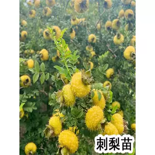 刺梨苗果树果苗金刺梨贵州刺梨树苗南北方种植盆栽地载庭院大树苗